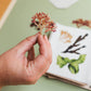 Seaweed Press Kit