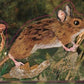Brown Mouse die cut blank greeting card