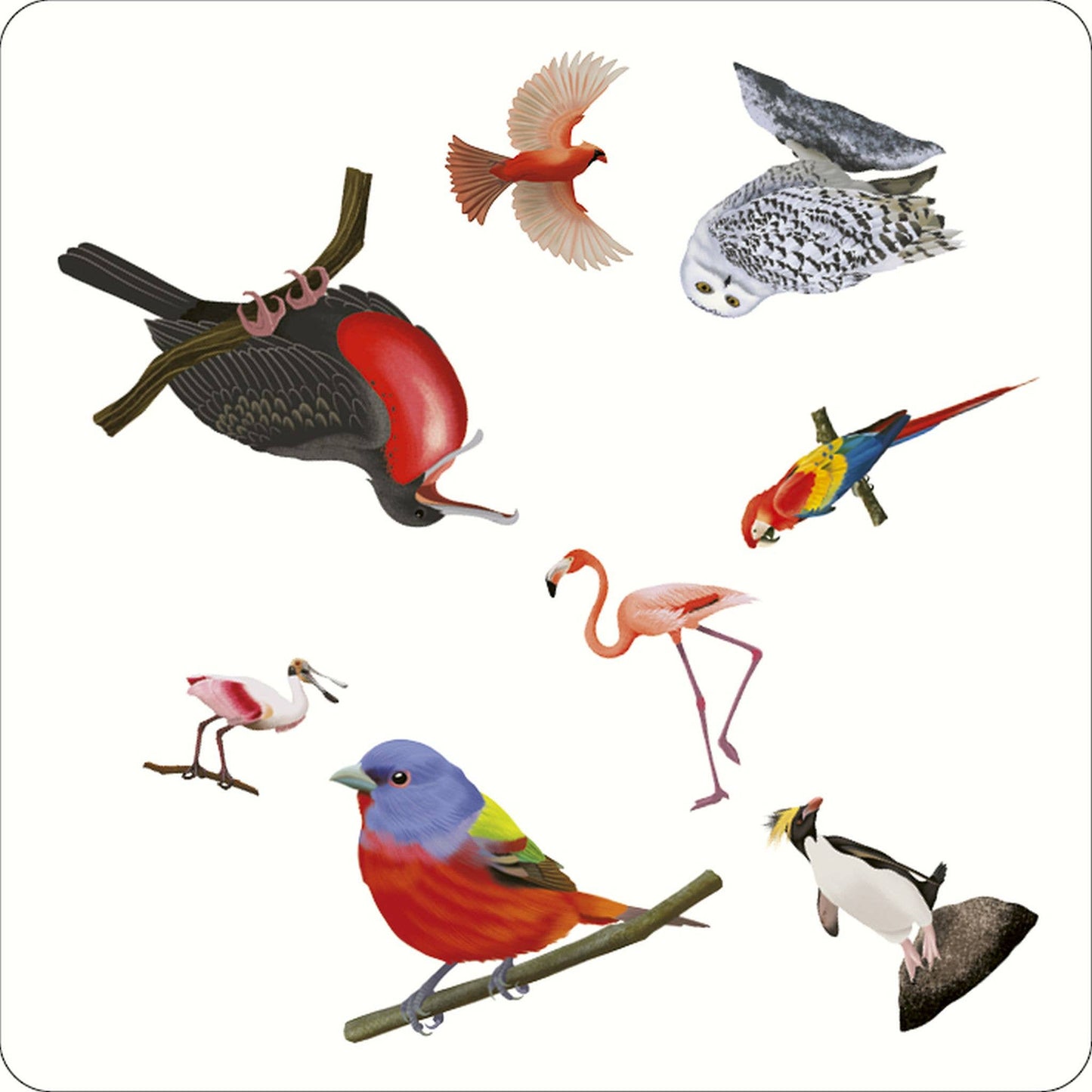 Bird Spotter
