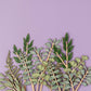 Wooden Leaf Stem - Olive - Sustainable Flowers - UK Made