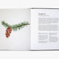A Forager's Guide to Wild Drinks