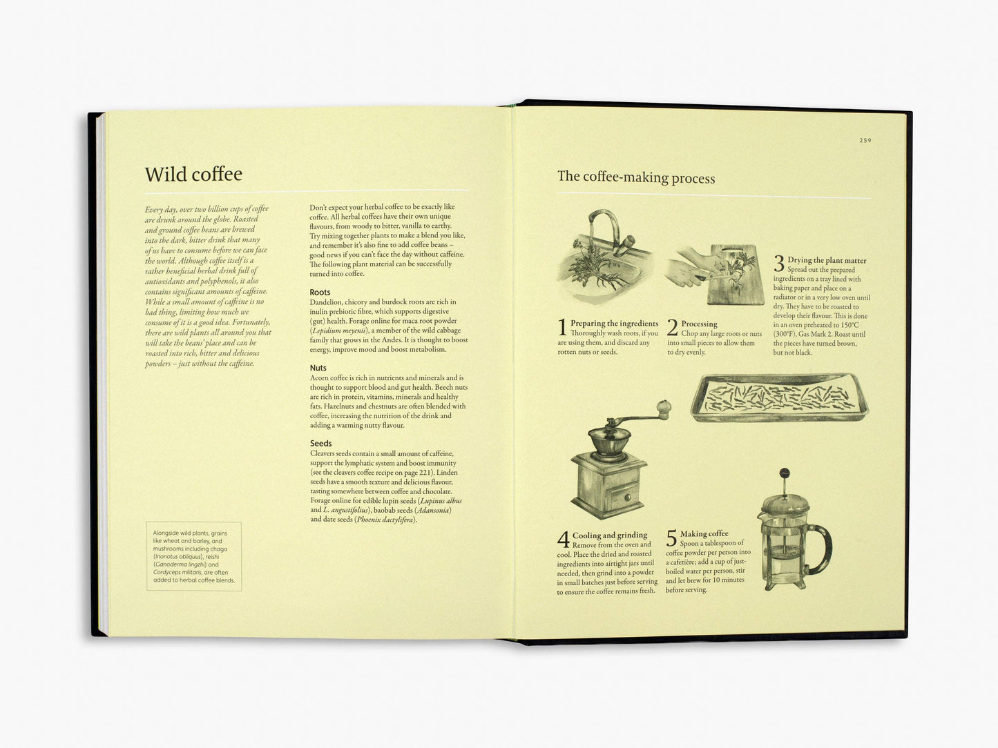 A Forager's Guide to Wild Drinks