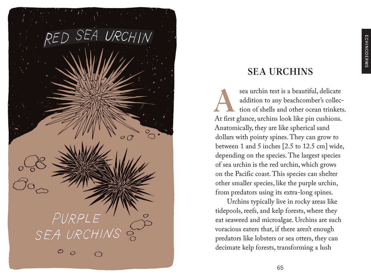 Pocket Nature Series: Beachcombing - Cultivate Mindful Moments by the Sea (Hardback)