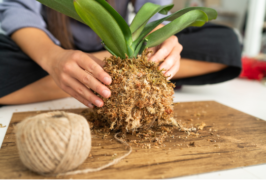 Kokedama Workshop