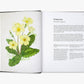 A Forager's Guide to Wild Drinks