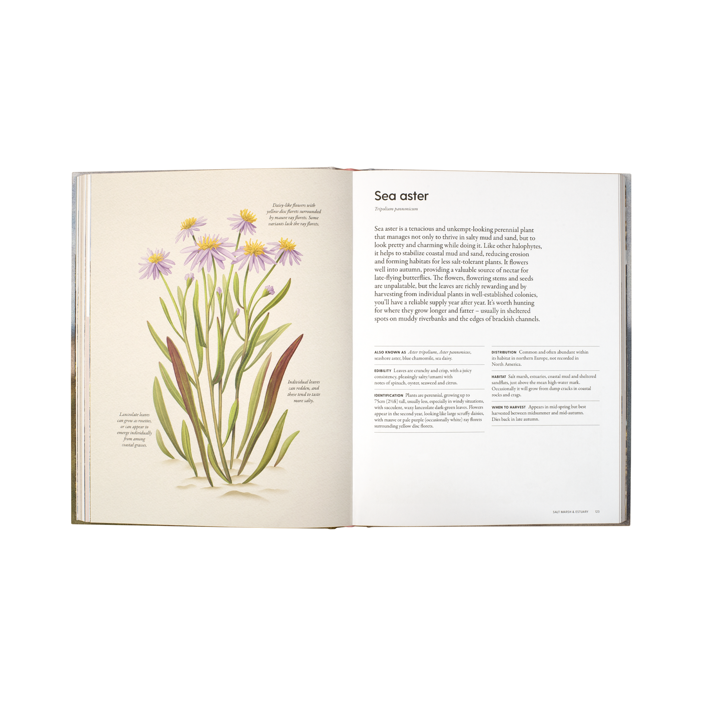 The Coastal Forager