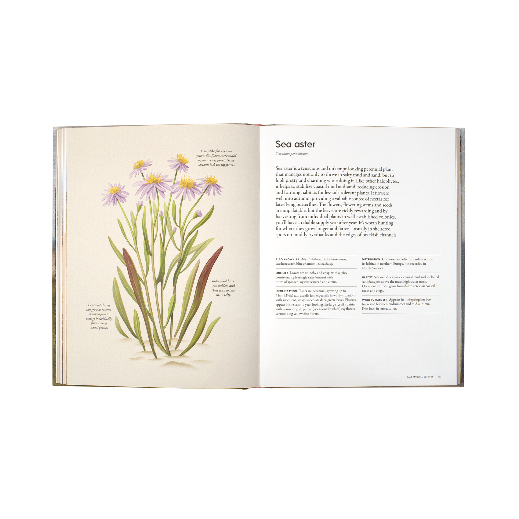 The Coastal Forager