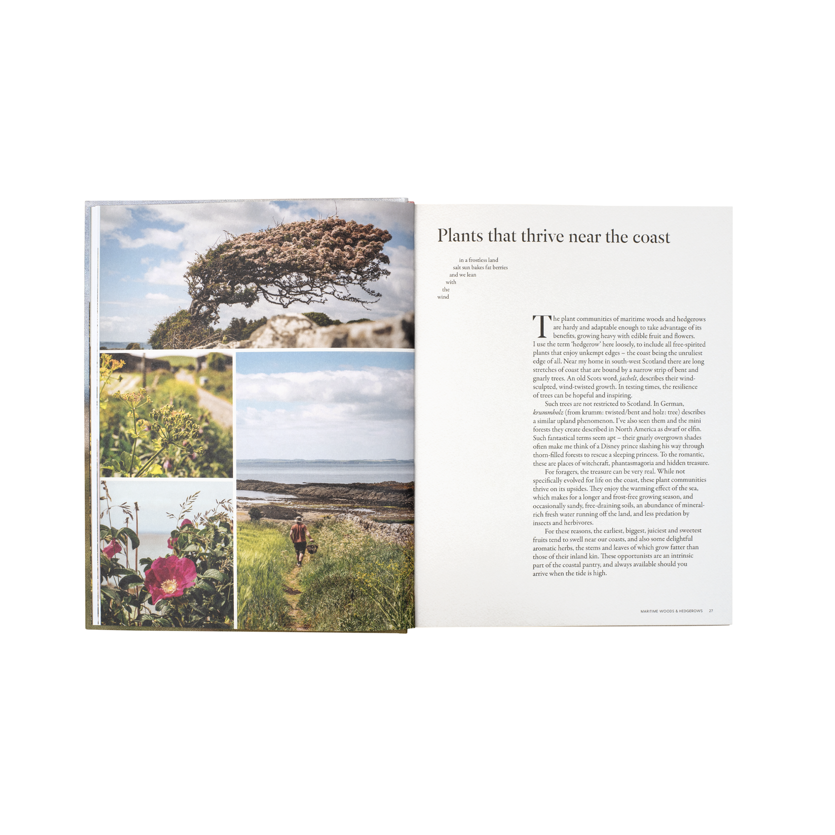 The Coastal Forager