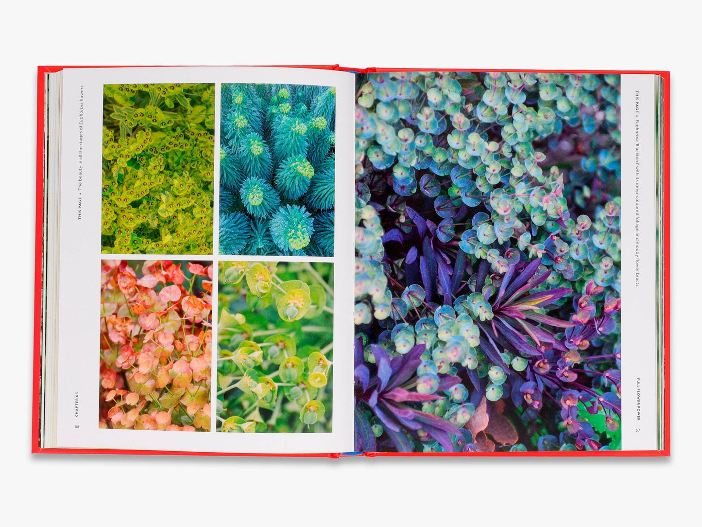 The Super Bloom Handbook