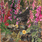 A3 Blackbird in the foxgloves  art print