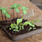 Herb Garden Seed Kit | Grow | Attract | Gardening