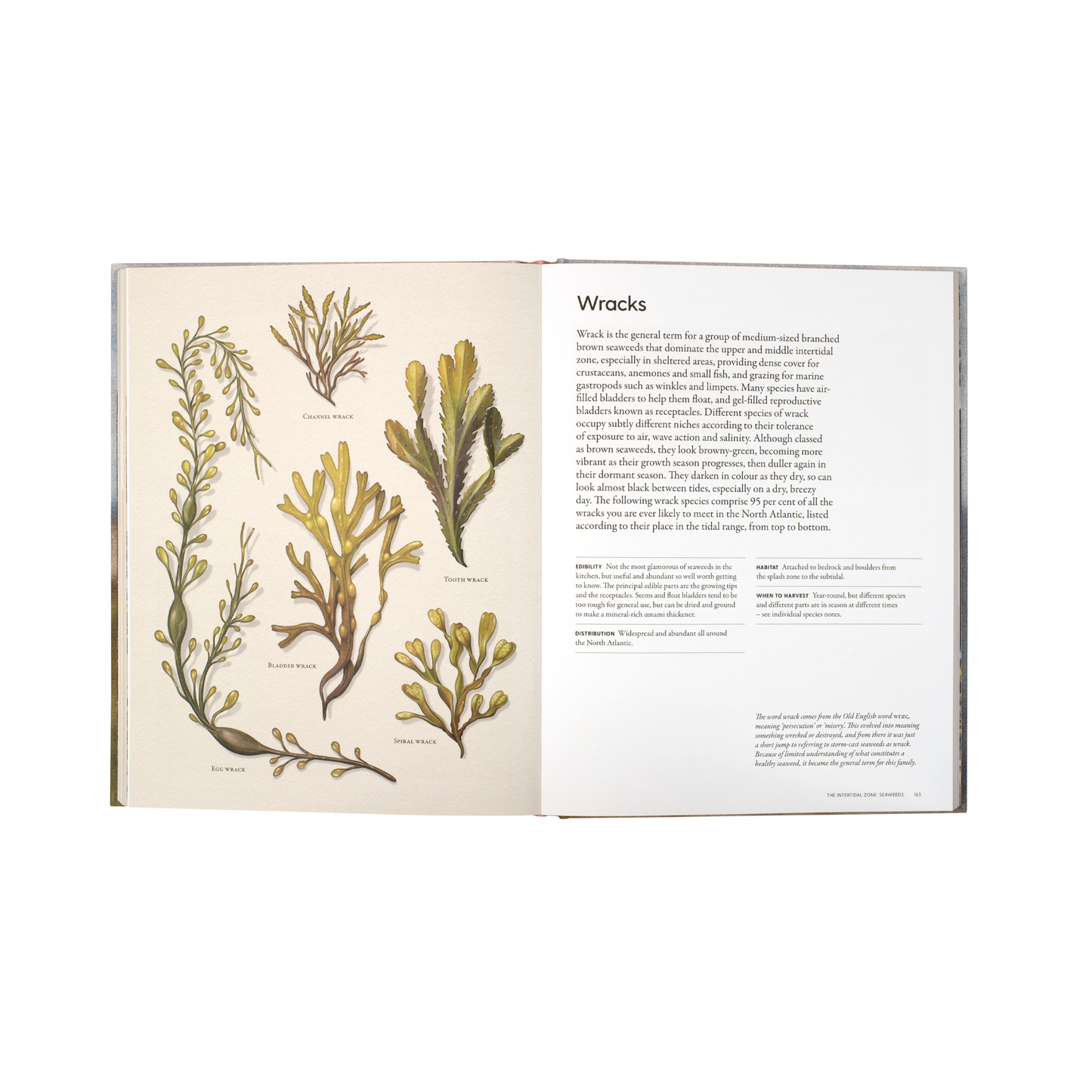 The Coastal Forager