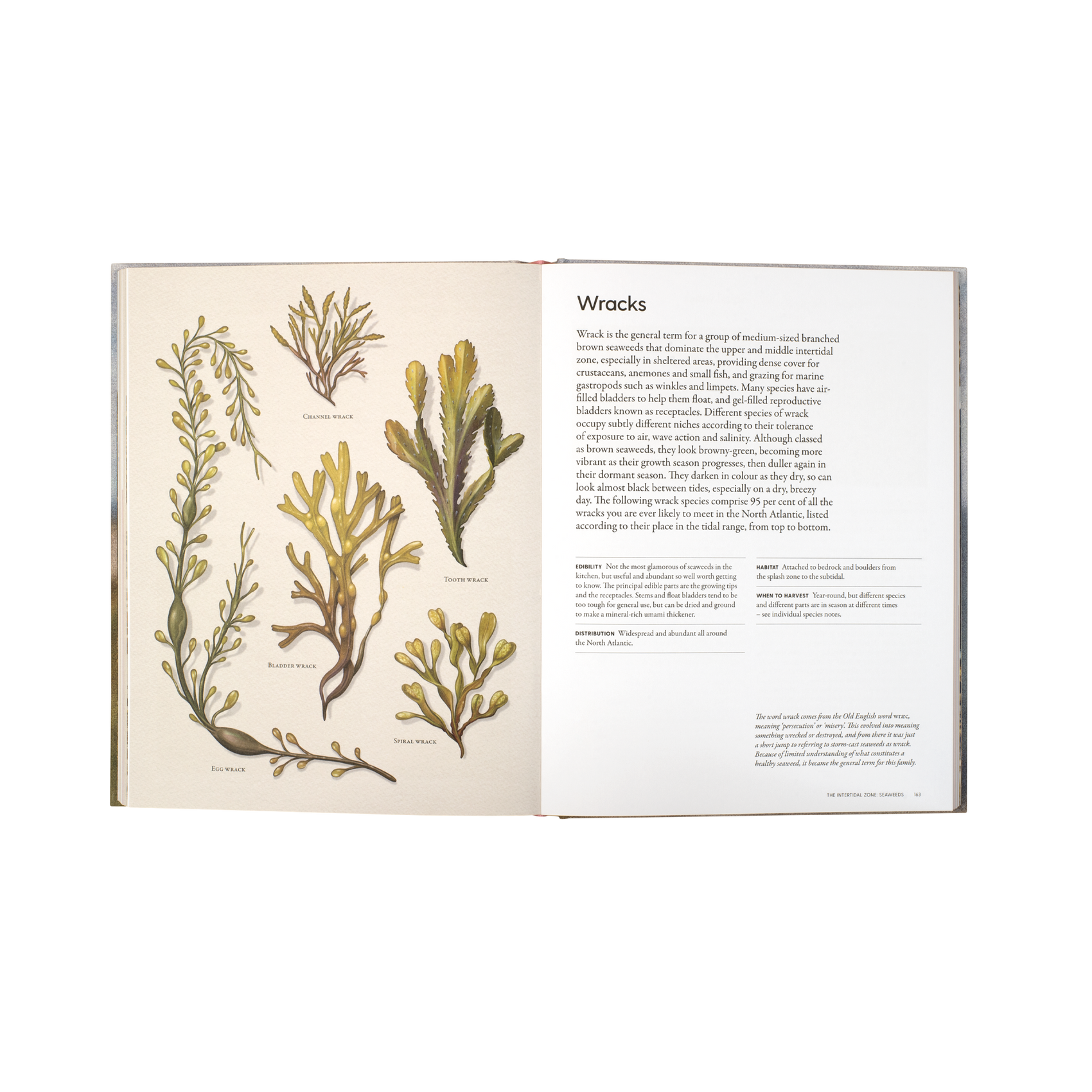 The Coastal Forager