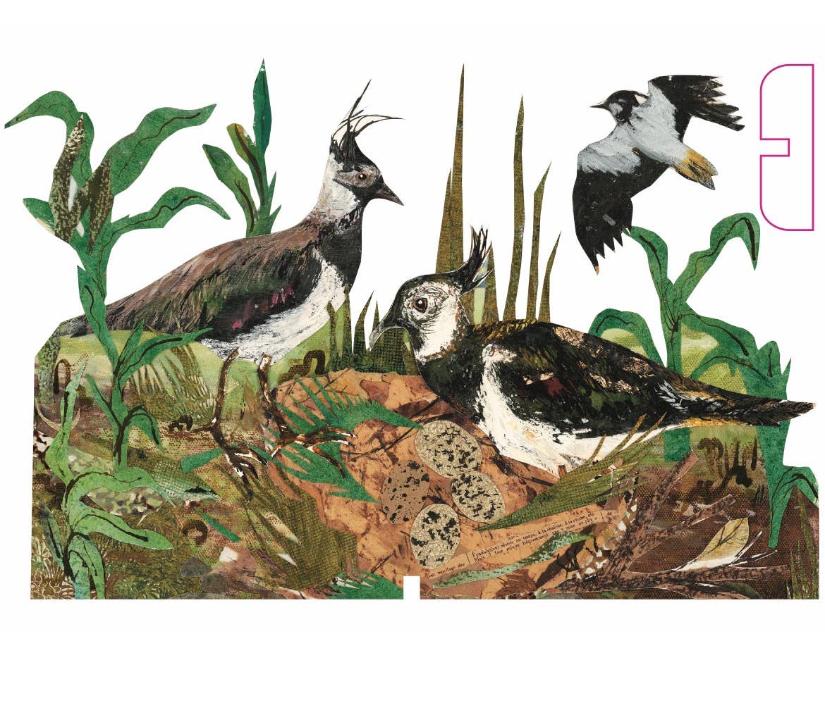 Lapwing Nest laser cut birch plywood keepsake and card